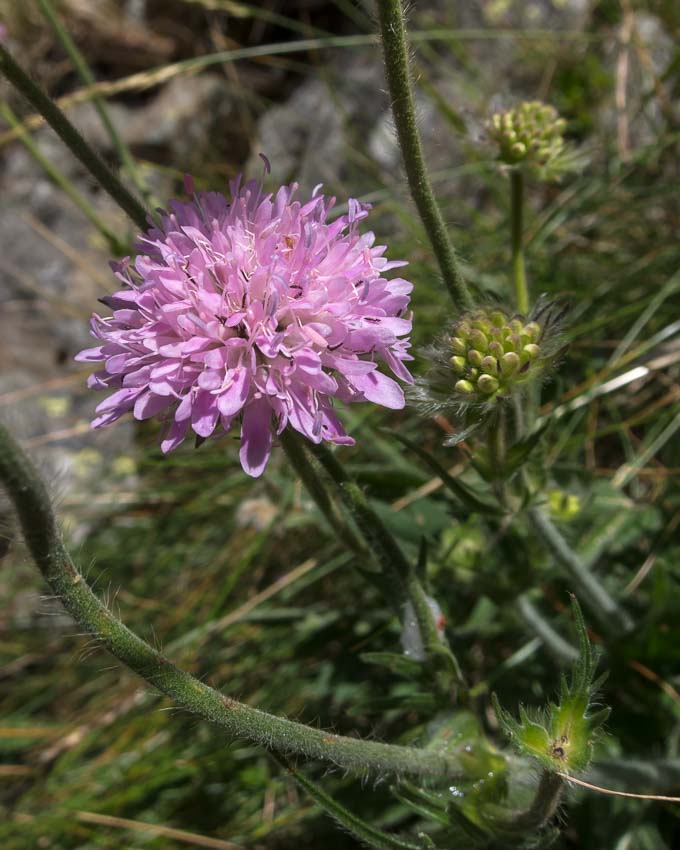 Knautia arvensis / Knautia comune